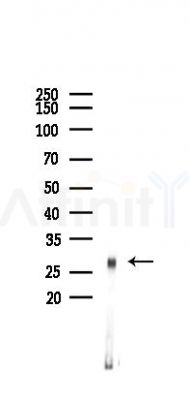 14-3-3 gamma Antibody - Western blot analysis of lysates from Mouse lung, using 14-3-3 gamma Antibody at 1/1000 dilution.