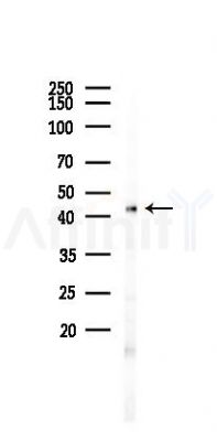 CMKLR1 Antibody - Western blot analysis of lysates from K562 cells(UV 30min treatment), using CMKLR1 Antibody at 1/1000 dilution.
