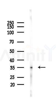 MRPL15 Antibody - Western blot analysis of lysates from Mouse liver, using MRPL15 Antibody at 1/1000 dilution.