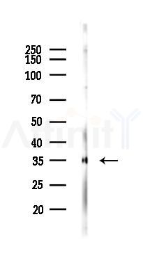 MRPL15 Antibody - Western blot analysis of lysates from Rat brain, using MRPL15 Antibody at 1/1000 dilution.