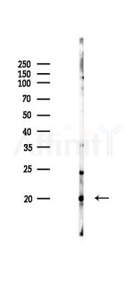 RPL12 Antibody - Western blot analysis of lysates from RAW264.