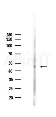 ACTR3 Antibody - Western blot analysis of lysates from Mouse lung, using ACTR3 Antibody at 1/1000 dilution.