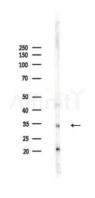 SLC25A6 Antibody - Western blot analysis of lysates from Mouse liver, using SLC25A6 Antibody at 1/1000 dilution.