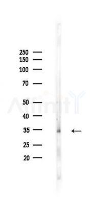 SLC25A31 Antibody - Western blot analysis of lysates from Mouse liver, using SLC25A31 Antibody at 1/1000 dilution.