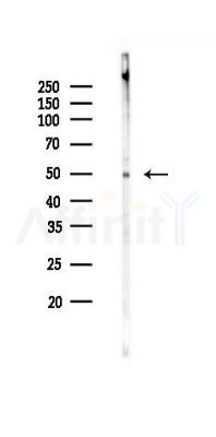 ALDH3B1 Antibody - Western blot analysis of lysates from Hela cells(UV 30min treatment), using ALDH3B1 Antibody at 1/1000 dilution.