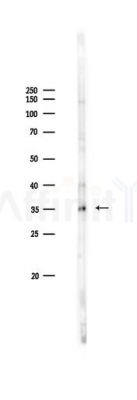 ASAH3L Antibody - Western blot analysis of lysates from Rat brain, using ASAH3L Antibody at 1/1000 dilution.