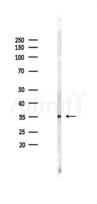 ASAH3L Antibody - Western blot analysis of lysates from Mouse liver, using ASAH3L Antibody at 1/1000 dilution.