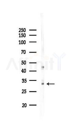 AIG1 Antibody - Western blot analysis of lysates from Mouse testis, using AIG1 Antibody at 1/1000 dilution.