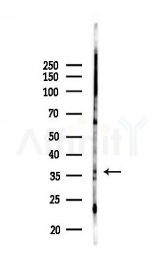 ANXA10 Antibody - Western blot analysis of lysates from Mouse testis, using ANXA10 Antibody at 1/1000 dilution.
