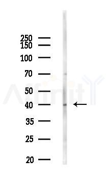 ARG1 Antibody - Western blot analysis of lysates from 293 cells(LPS 4h treatment), using ARG1 Antibody at 1/1000 dilution.