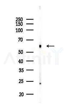 B3GALTL Antibody - Western blot analysis of lysates from Rat brain, using B3GALTL Antibody at 1/1000 dilution.