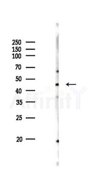 BMP10 Antibody - Western blot analysis of lysates from RAW264.