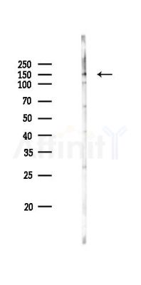 ABCC3 Antibody - Western blot analysis of lysates from RAW264.
