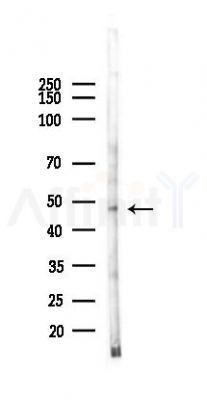 CEP55 Antibody - Western blot analysis of lysates from Hela cells(heat-shock 45min treatment), using CEP55 Antibody at 1/1000 dilution.