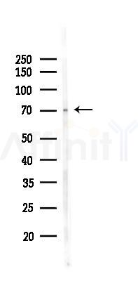 CCDC99 Antibody - Western blot analysis of lysates from Mouse testis, using CCDC99 Antibody at 1/1000 dilution.