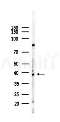 DNAJB11 Antibody - Western blot analysis of lysates from Hela cells(heat-shock 45min treatment), using DNAJB11 Antibody at 1/1000 dilution.