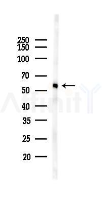 EFEMP1 Antibody - Western blot analysis of lysates from Rat testis, using EFEMP1 Antibody at 1/1000 dilution.