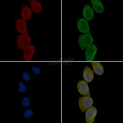 EFEMP1 Antibody - DF4032 staining Hela cells(45min of heat-shock treatment) by IF/ICC.