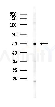 EEF1G Antibody - Western blot analysis of lysates from B16F10-LUC cells(starvation 24h treatment), using EEF1G Antibody at 1/1000 dilution.