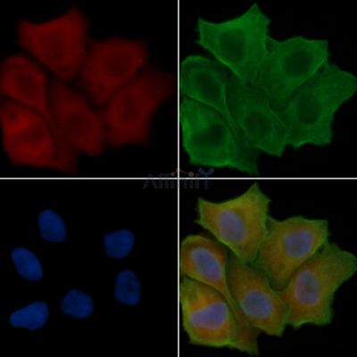 GJB7 Antibody - DF4081 staining Hela cells(24h of starvation treatment) by IF/ICC.