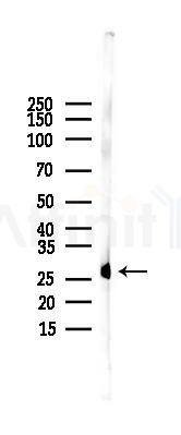 GJC3 Antibody - Western blot analysis of lysates from Mouse liver, using GJC3 Antibody at 1/1000 dilution.