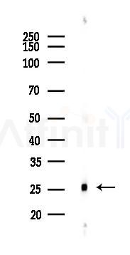 GRB2 Antibody - Western blot analysis of lysates from Rat brain, using GRB2 Antibody at 1/1000 dilution.