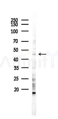 LRG1 Antibody - Western blot analysis of lysates from K562 cells(UV 30min treatment), using LRG1 Antibody at 1/1000 dilution.