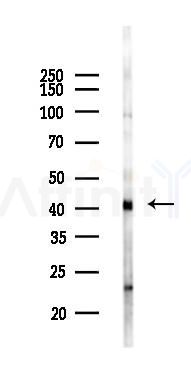MAP9 Antibody - Western blot analysis of lysates from Mouse brain, using MAP9 Antibody at 1/1000 dilution.