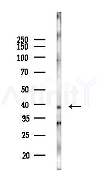 SLC16A3 Antibody - Western blot analysis of lysates from Mouse brain, using SLC16A3 Antibody at 1/1000 dilution.