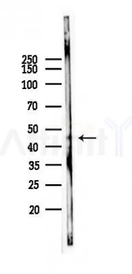 SLC9A3R2 Antibody - Western blot analysis of lysates from Mouse lung, using SLC9A3R2 Antibody at 1/1000 dilution.