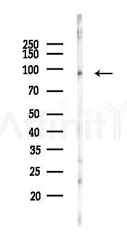 NOC3L Antibody - Western blot analysis of lysates from Mouse brain, using NOC3L Antibody at 1/1000 dilution.