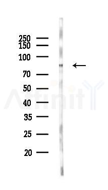 PNN Antibody - Western blot analysis of lysates from Rat testis, using PNN Antibody at 1/1000 dilution.
