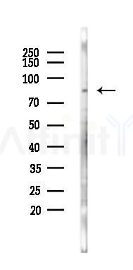 PVRL3 Antibody - Western blot analysis of lysates from B16F10-LUC cells(starvation 24h treatment), using PVRL3 Antibody at 1/1000 dilution.
