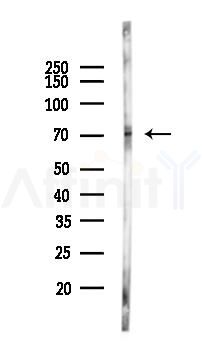 KCNQ4 Antibody - Western blot analysis of lysates from Mouse brain, using KCNQ4 Antibody at 1/1000 dilution.