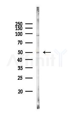 ULK3 Antibody - Western blot analysis of lysates from RAW264.