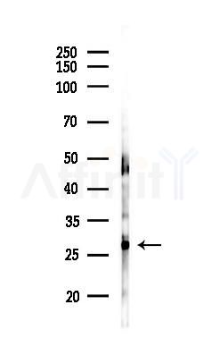STMN4 Antibody - Western blot analysis of lysates from Mouse brain, using STMN4 Antibody at 1/1000 dilution.