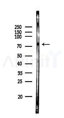 SYT16 Antibody - Western blot analysis of lysates from RAW264.