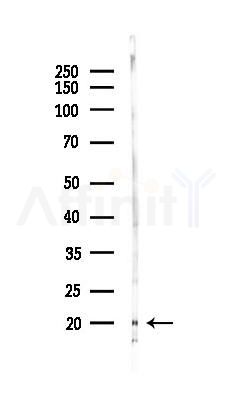 TCEAL1 Antibody - Western blot analysis of lysates from Mouse brain, using TCEAL1 Antibody at 1/1000 dilution.