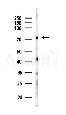 NSF Antibody - Western blot analysis of lysates from Mouse brain, using NSF Antibody at 1/1000 dilution.