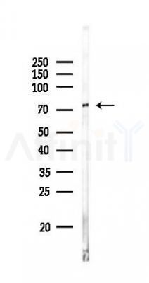 NSF Antibody - Western blot analysis of lysates from RAW264.