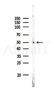 CA181 Antibody - Western blot analysis of lysates from RAW264.