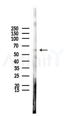 SLC30A9 Antibody - Western blot analysis of lysates from Mouse lung, using SLC30A9 Antibody at 1/1000 dilution.