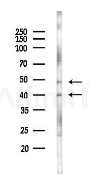 ADORA2A Antibody - Western blot analysis of lysates from K562 cells(UV 30min treatment), using ADORA2A Antibody at 1/1000 dilution.