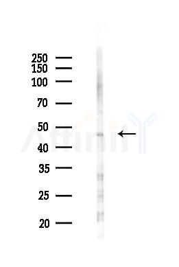 EDG7 Antibody - Western blot analysis of lysates from 293 cells(UV 30min treatment), using EDG7 Antibody at 1/1000 dilution.