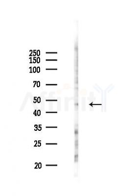 EDG7 Antibody - Western blot analysis of lysates from COLO205 cells(UV 30min treatment), using EDG7 Antibody at 1/1000 dilution.