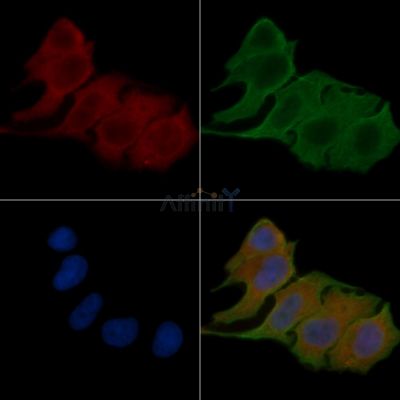 OPN3 Antibody - DF4877 staining Hela cells(24h of starvation treatment) by IF/ICC.