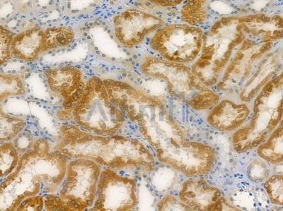 PE2R4 Antibody - DF4880 at 1/100 staining human normal kidney tissue by IHC-P.