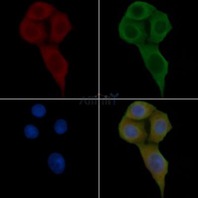 FZD1 Antibody - DF4882 staining Hela cells(24h of starvation treatment) by IF/ICC.