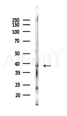 GPR171 Antibody - Western blot analysis of lysates from Mouse brain, using GPR171 Antibody at 1/1000 dilution.