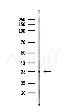 ADORA1 Antibody - Western blot analysis of lysates from Rat testis, using ADORA1 Antibody at 1/1000 dilution.